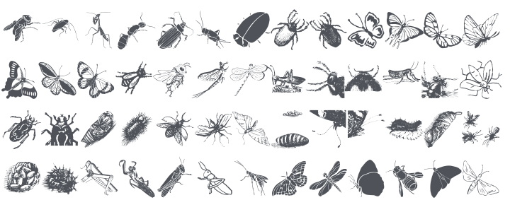 Insects Font