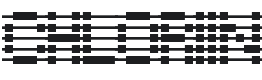 Chloriin Font Preview