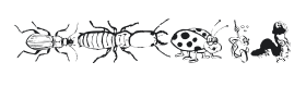 Insects MK Font Thumbnail